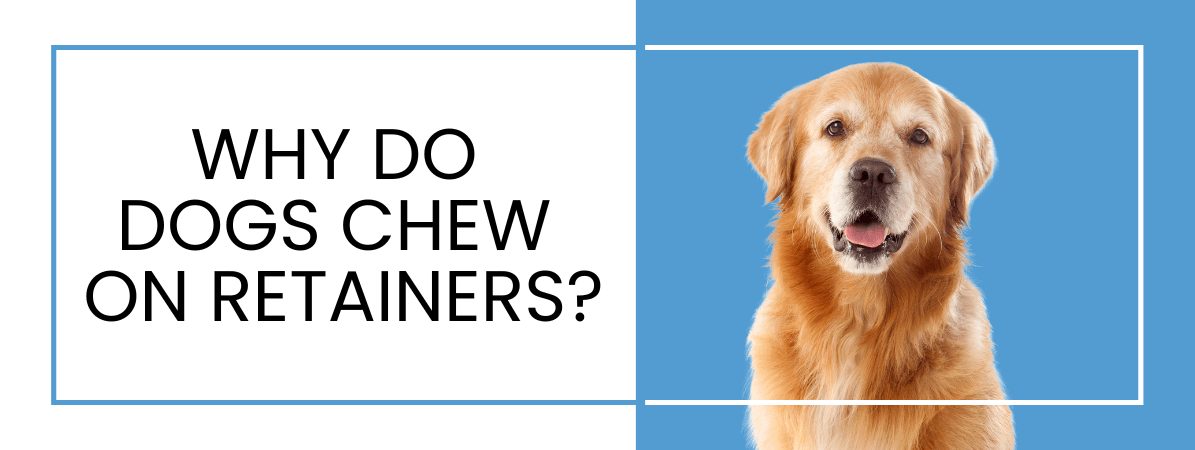 dogs chew on retainers