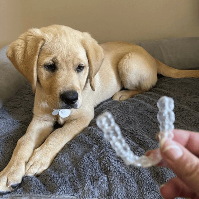 dogs chew retainers